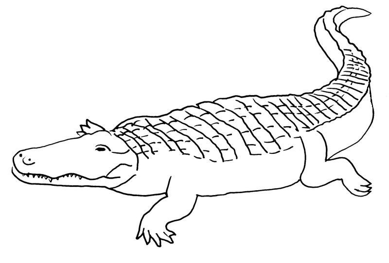 Tulostakaa värityskuvia Krokotiili