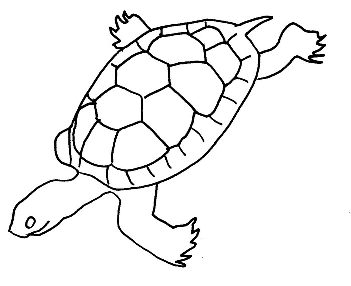 Malebøger Havskildpadde