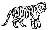 Tulostakaa värityskuvia Tiikeri