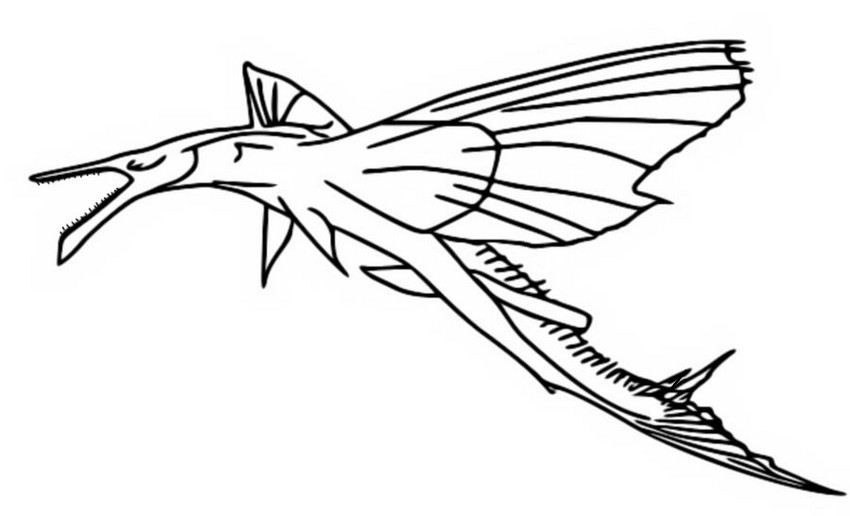 Coloring page Skimwing