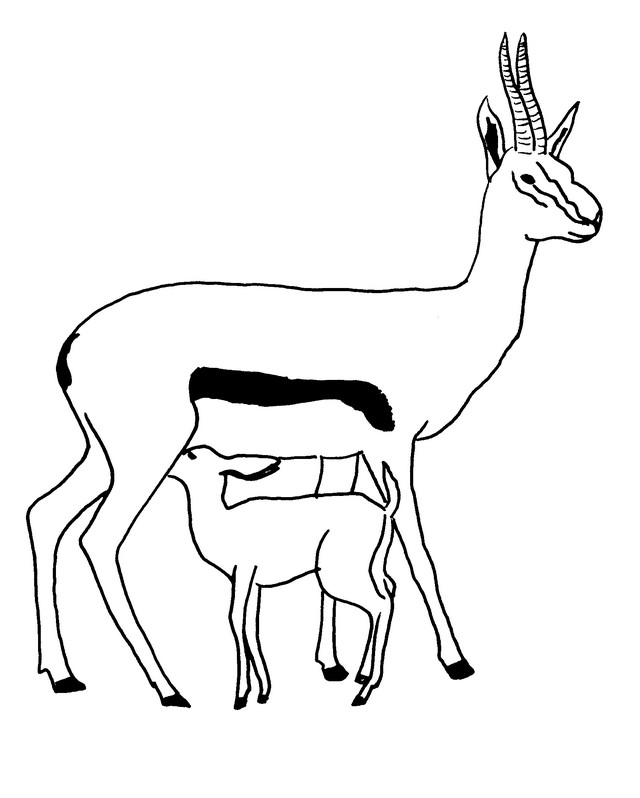 Coloriage Antilopes