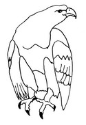 Coloriage Aigle