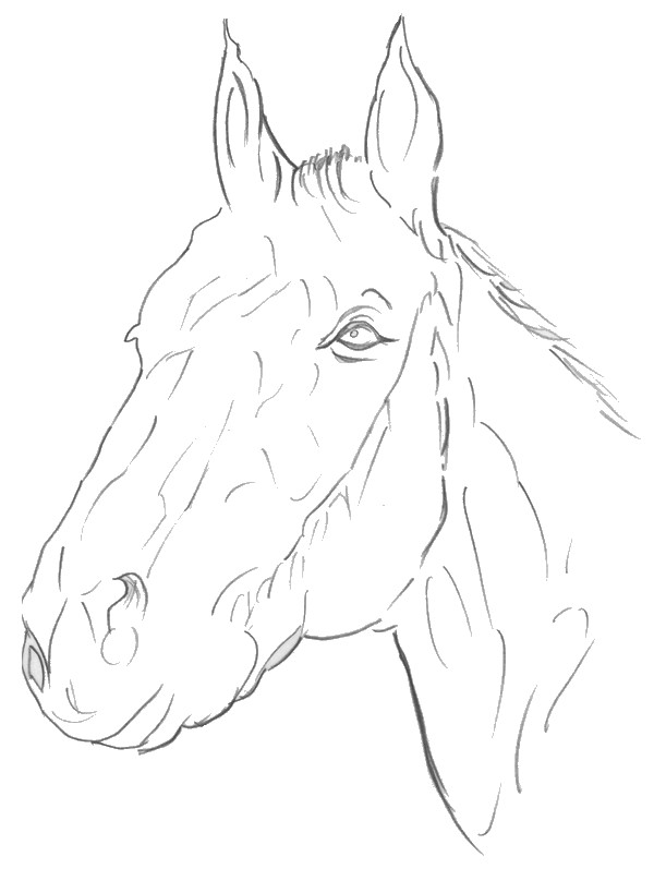 Coloring page Horses