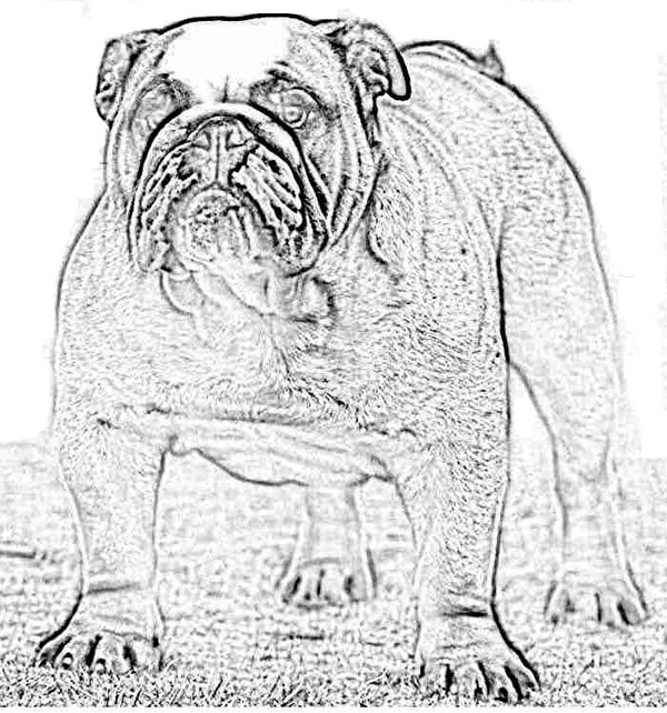 Tulostakaa värityskuvia Bulldoggi - Koirat