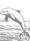 Malebøger Delfiner