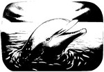 Coloring page Dolphins