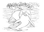 Coloring page Dolphins