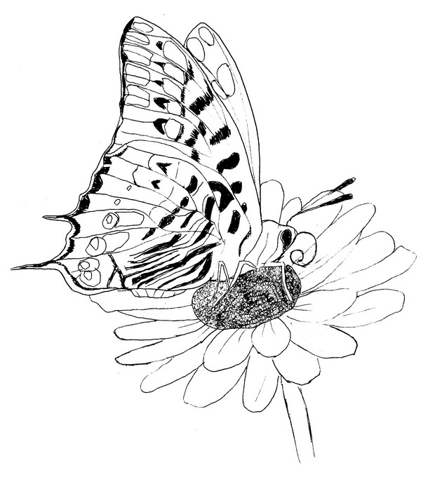 Malebøger Butterflys