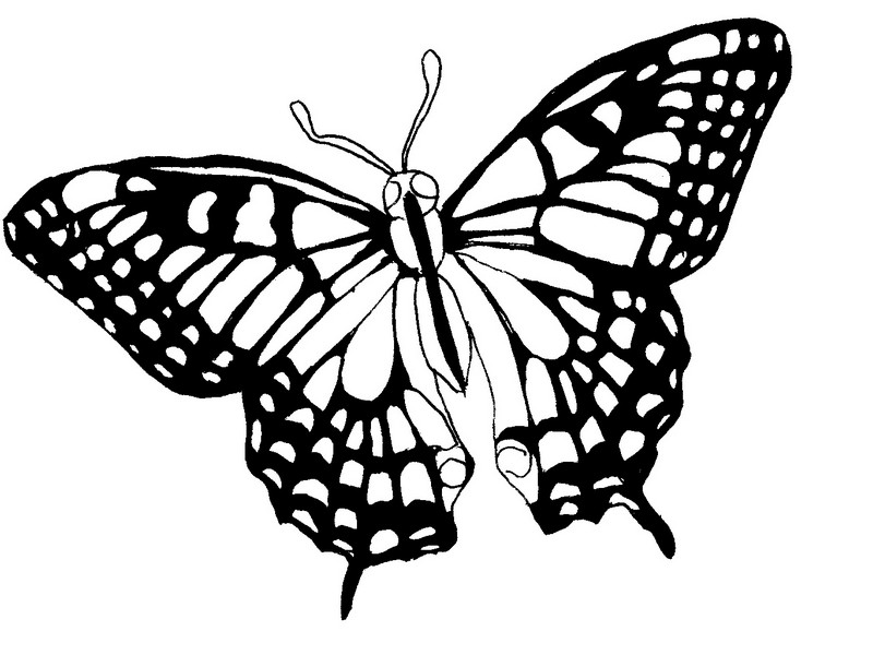 Dibujo para colorear Mariposas