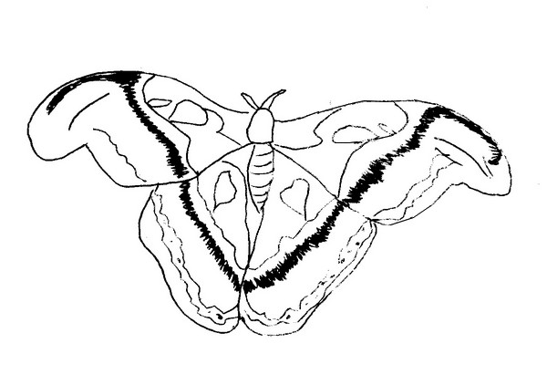 Dibujo para colorear Mariposas