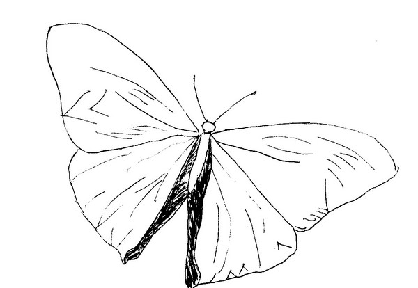 Malebøger Butterflys