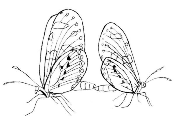 Dibujo para colorear Mariposas