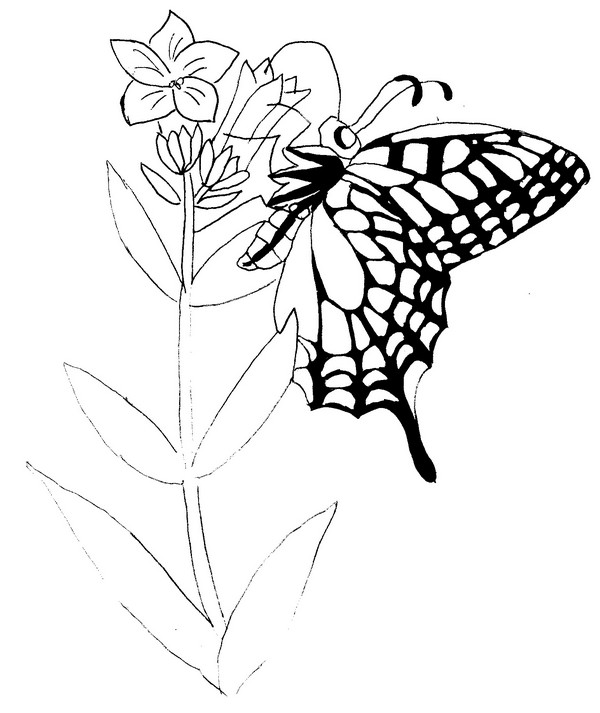 Dibujo para colorear Mariposas