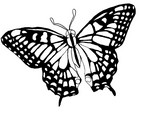 Malebøger Butterflys