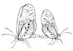 Kleurplaat Vlinders