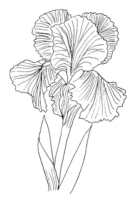 Desenho para colorir Flores