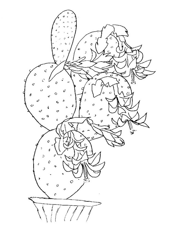 Coloriage Cactus