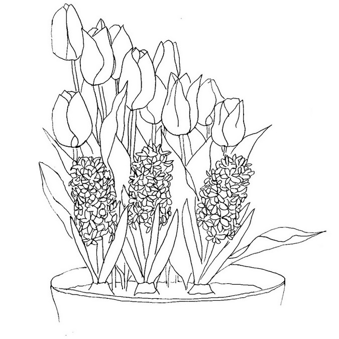 Tulostakaa värityskuvia Hyasintit ja tulppaanit - Kukat