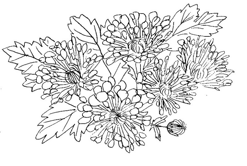 Coloring page Flowers