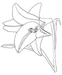 Coloring page Flowers