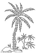 Disegno da colorare Spiaggia palme