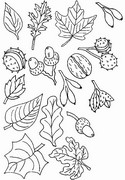 Coloriage Feuilles, noix, glands, …