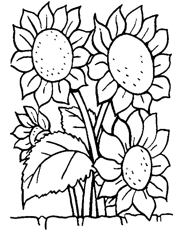 Coloriage Tournesols