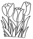 Malebøger Tulipaner