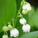 Muguet du 1er mai