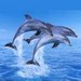 Dibujos para colorear Delfines
