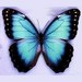 Malebog Butterflys
