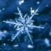 Malebog Snowflake